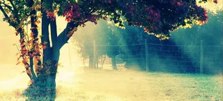 风景蓝色黄光绿树背景高清