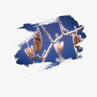 霜降节气打霜松花树枝装饰下载免抠