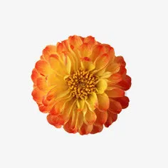 花朵免抠