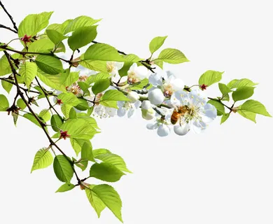 春城室外风景花朵树枝免抠