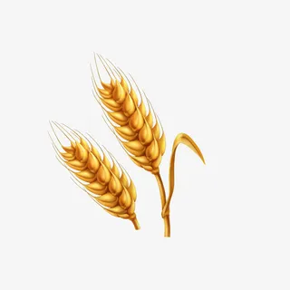 黄色的麦子免抠