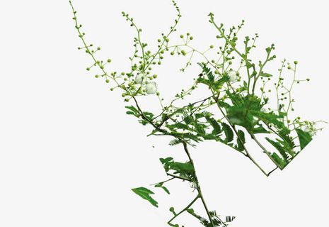 春天的绿树免抠动植物植物元素