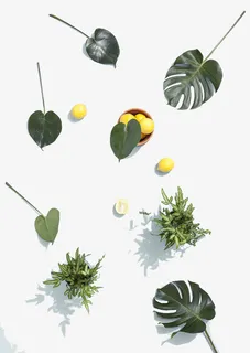 陈列叶子免抠