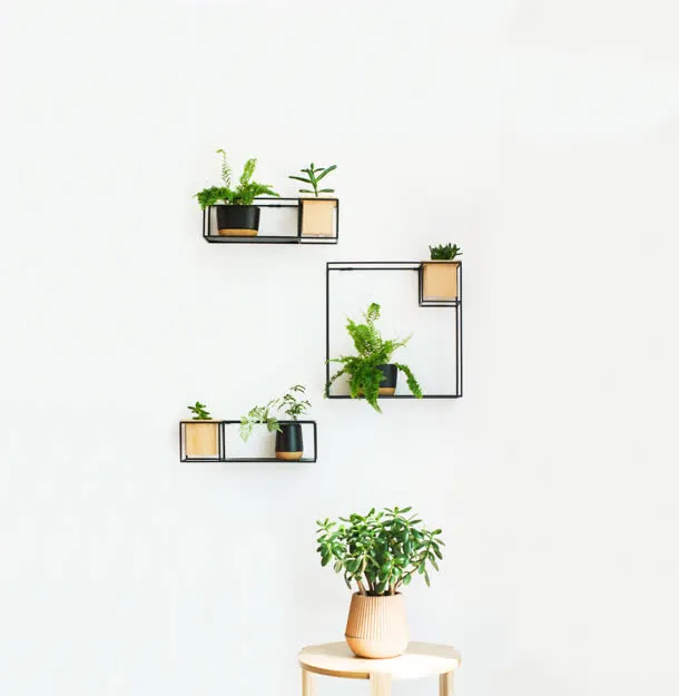 白色简约室内绿色植物免抠