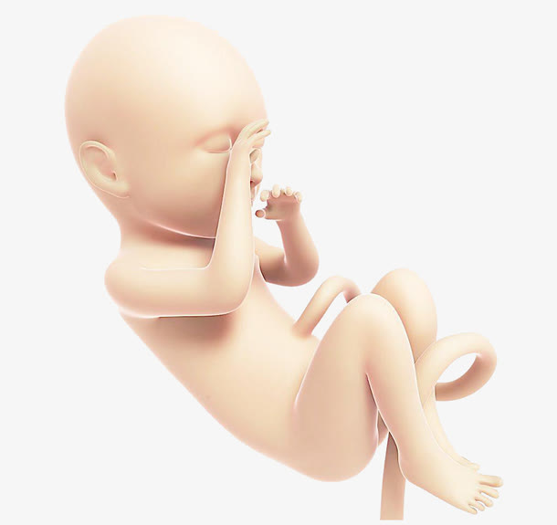 子宫里的胎儿免抠