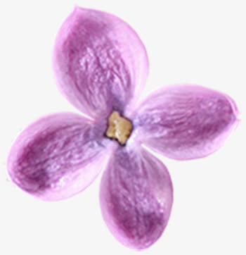 唯美花卉免抠