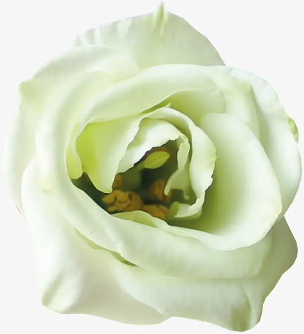 白色花朵免抠