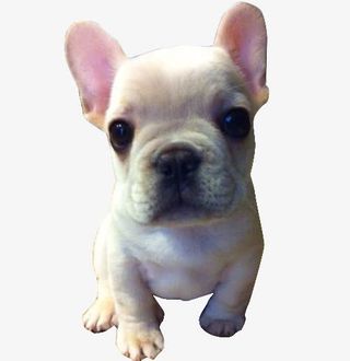 呆萌的斗牛犬免抠