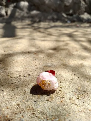 树下掉落的粉色花朵高清