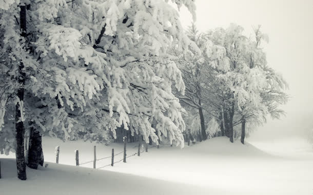 白色冬日雪地大树免抠