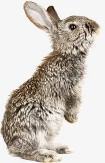 抬头的兔子免抠