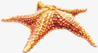 夏日海星沙滩效果白底图免抠