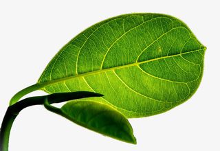 一片大而完整的绿叶免抠
