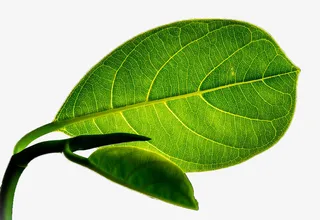 一片大而完整的绿叶免抠