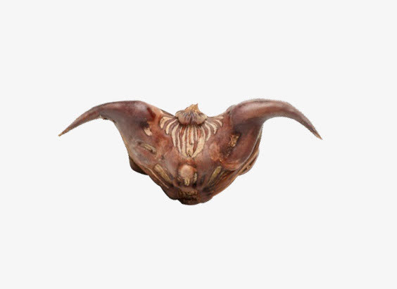 一颗新鲜的菱角高清图片免抠