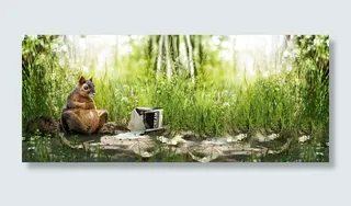 宠物松鼠绿色森林背景高清