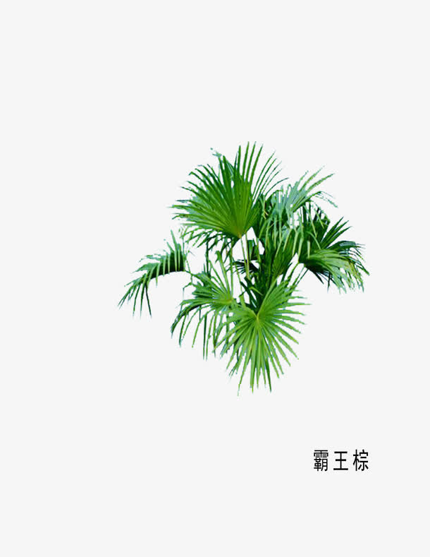 草本植物 环艺 园林免抠