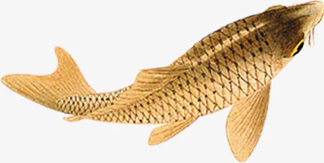 创意合成手绘金色的鲤鱼效果免抠