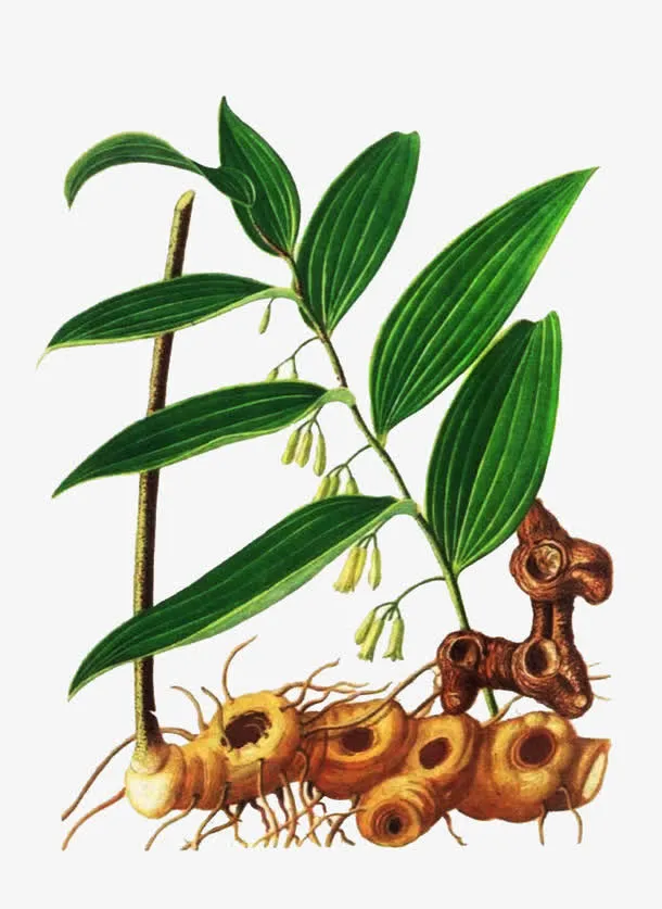 手绘黄精植物图片素材免抠