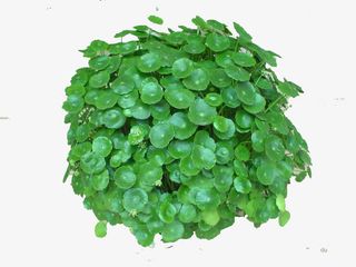 积雪草的药用作用免抠