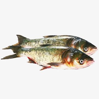 鳙鱼胖头鱼水产大型鱼类免抠