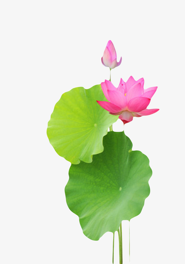 红色纯洁的荷叶花苞水芙蓉实物免抠漂浮花瓣元素