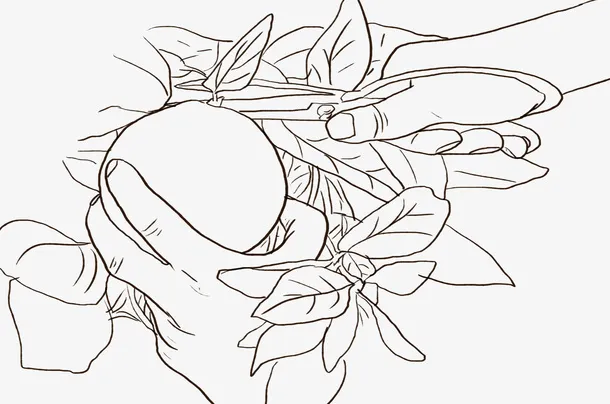 摘果手绘，摘果，陈皮工艺免抠