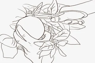 摘果手绘，摘果，陈皮工艺免抠