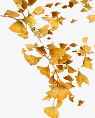 节日素材花瓣 PNG免抠图素材免抠