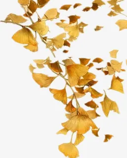 节日素材花瓣 PNG免抠图素材免抠