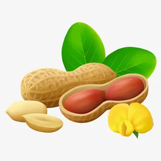 矢量花生免抠