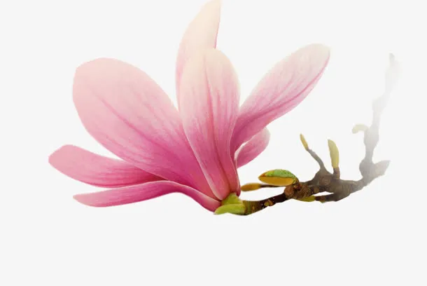 木兰紫玉兰粉红木兰装饰免抠