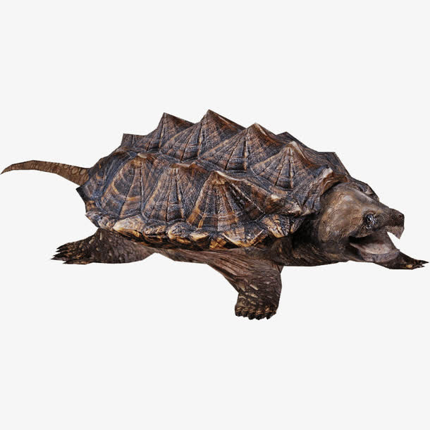 生物鳄龟免抠