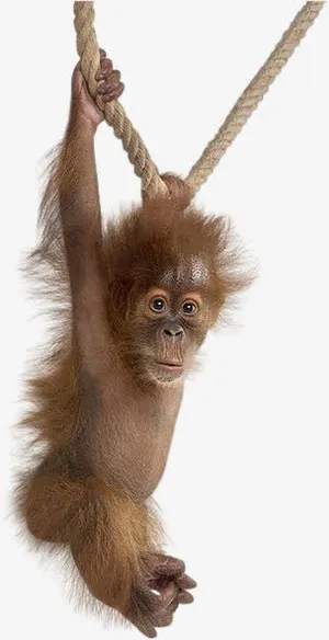 荡秋千的小猩猩免抠