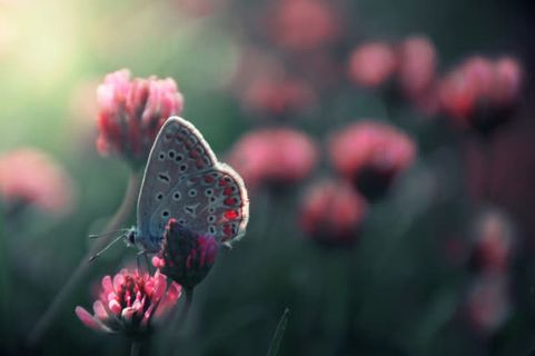 蝴蝶采蜜春天素材免抠背景摄影风景元素