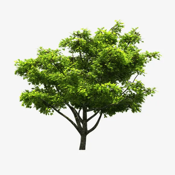 大树灌木立面树免抠