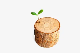 黄色枯树长出的新芽免抠