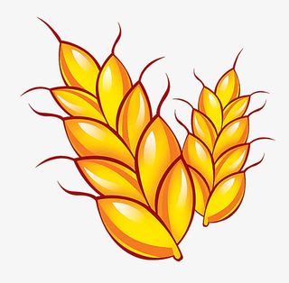 麦穗图片免抠