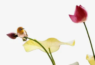 荷叶红花小鸟免抠