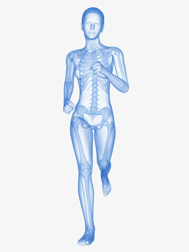 人体骨骼立体插画免抠