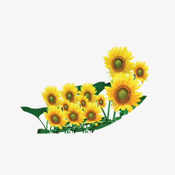 黄色的花免抠