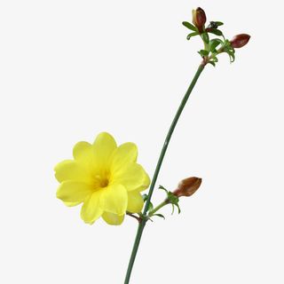 嫩黄迎春花免抠