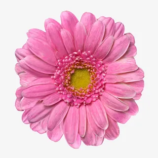 卡通鲜花鲜花免抠