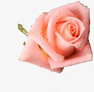 创意合成红色开放的玫瑰花免抠