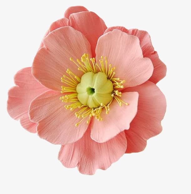 粉红色花瓣黄色花蕊免抠