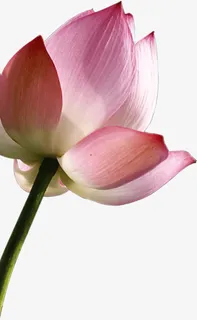 一株莲花免抠 一株莲花免抠