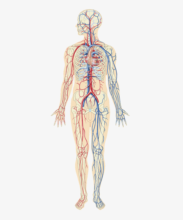 人体动静脉血管分布免抠