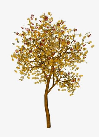 免抠透明黄树叶树枝免抠