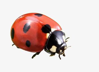 七星瓢虫图片免扣素材免抠