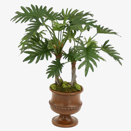 观叶植物盆栽树类免抠